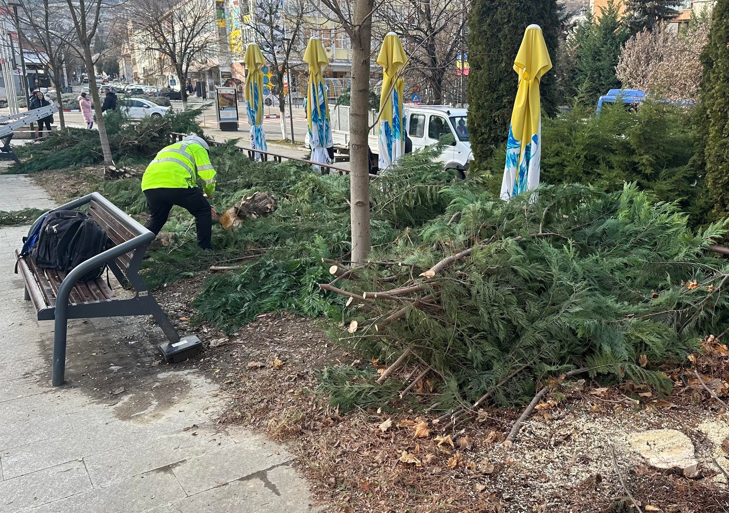 Mai mulți copaci din zona centrală a Devei au fost distruși peste noapte cu drujba de persoane neidentificate
