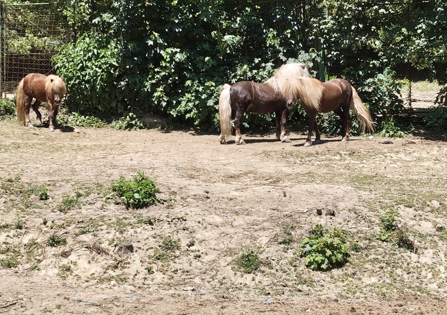 Poneii din Parcul Bejan se află acum la Grădina Zoologică din Reșița