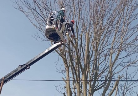 Lucrări de toaletare și tăiere de corecție a arborilor pe Bulevardul Mihail Kogălniceanu din Deva