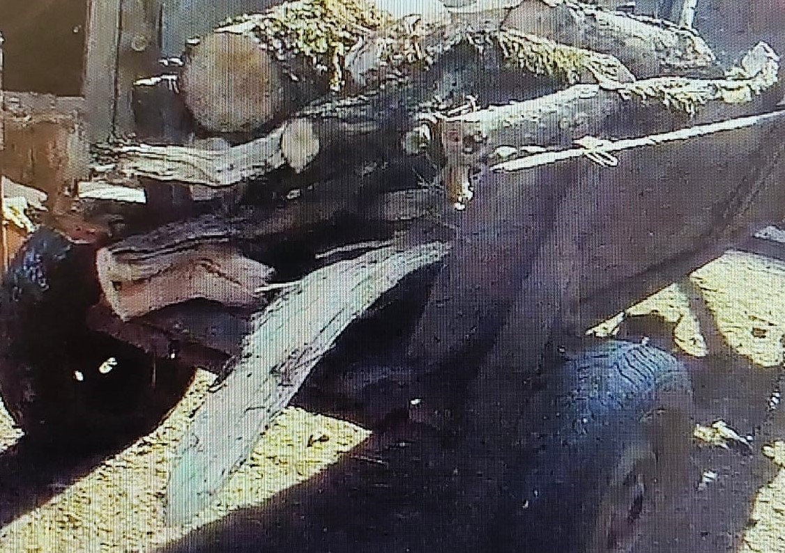 Furt de lemne: Poliția Locală Deva acționează prompt